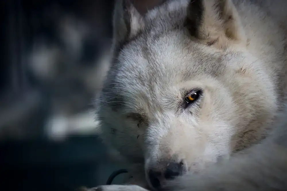 A Warden archer with a loyal wolf companion