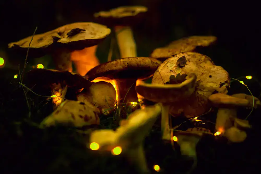 Dark mystical forest with glowing mushrooms